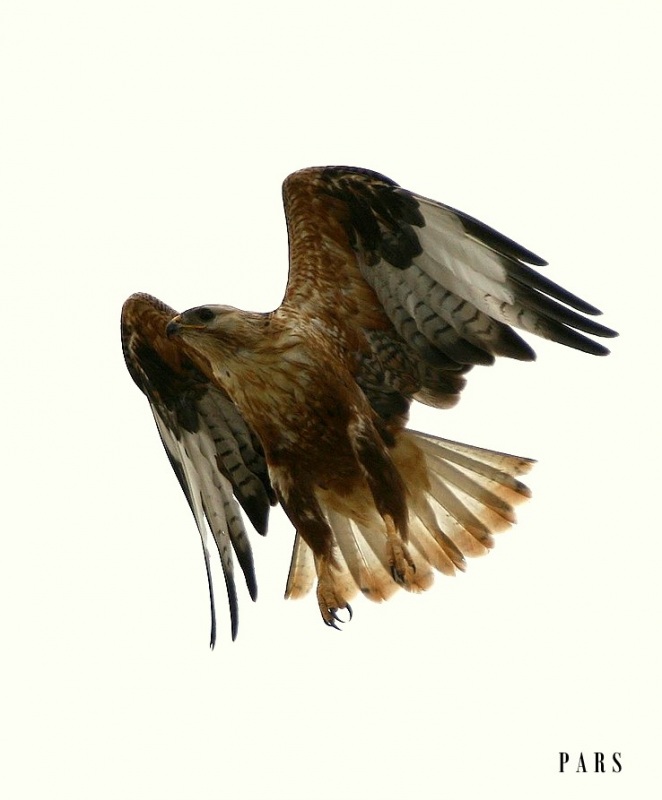Kızıl şahin » Long-legged Buzzard » Buteo rufinus