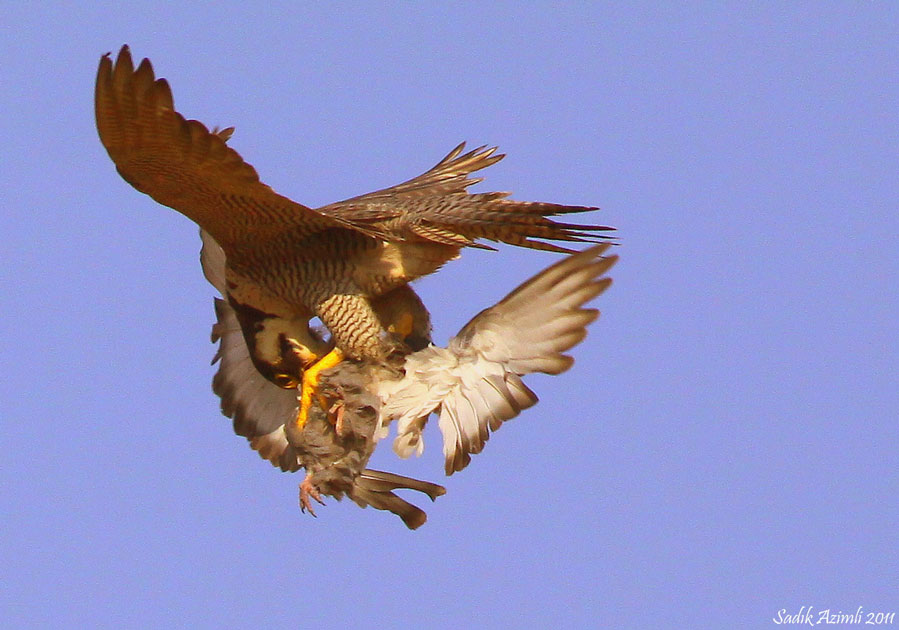 Gök doğan » Peregrine Falcon » Falco peregrinus