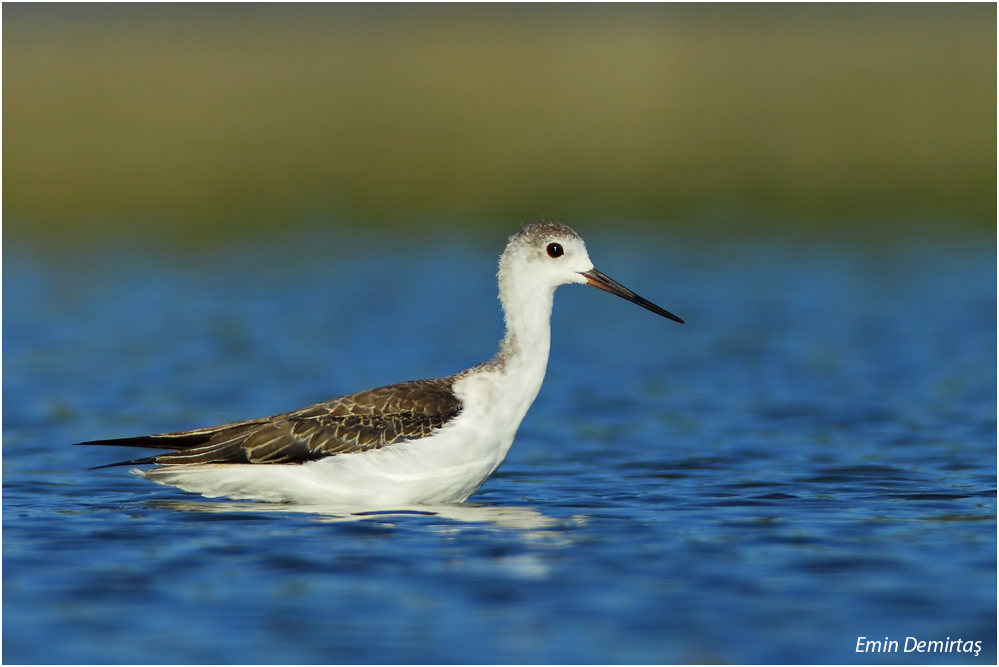 Uzunbacak » Black-winged Stilt » Himantopus himantopus
