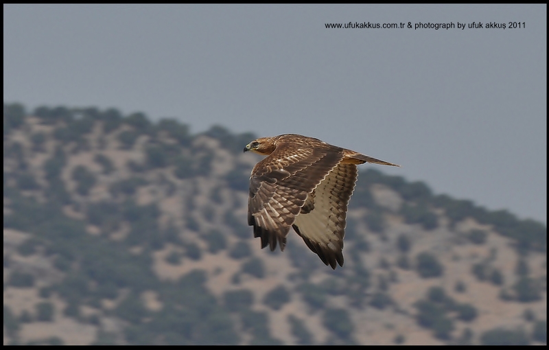 Kızıl şahin » Long-legged Buzzard » Buteo rufinus