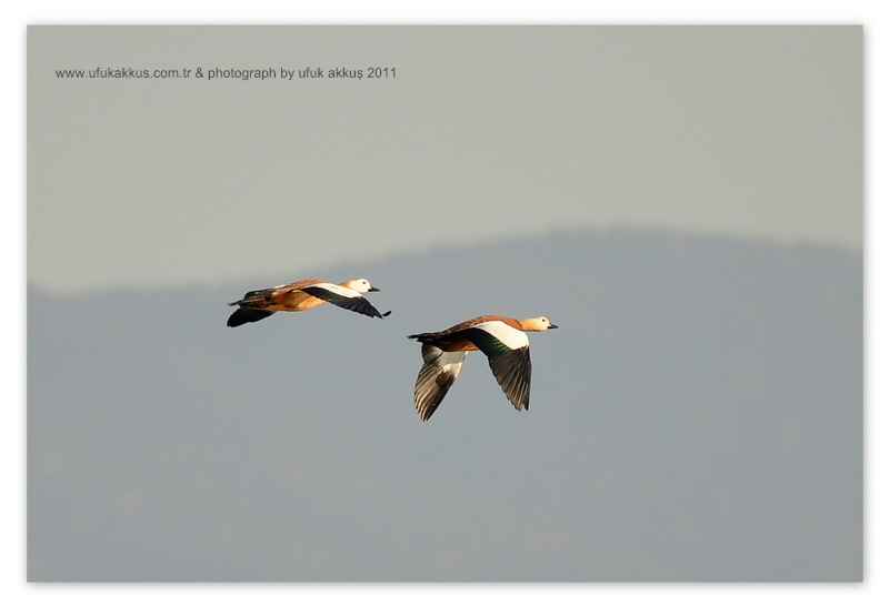 Angıt » Ruddy Shelduck » Tadorna ferruginea