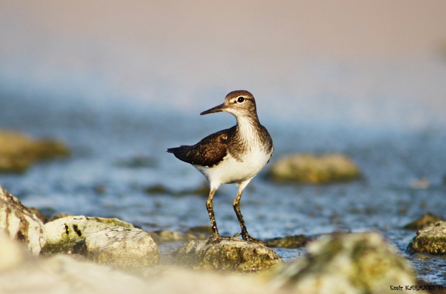 Dere düdükçünü » Common Sandpiper » Actitis hypoleucos