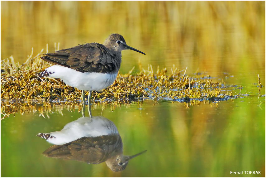Yeşil düdükçün » Green Sandpiper » Tringa ochropus