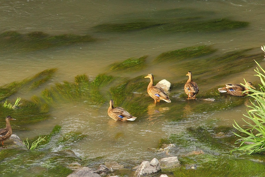 Yeşilbaş » Mallard » Anas platyrhynchos