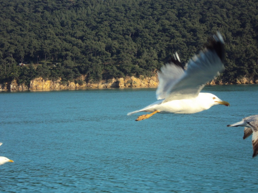 Gümüş martı » Yellow-legged Gull » Larus michahellis