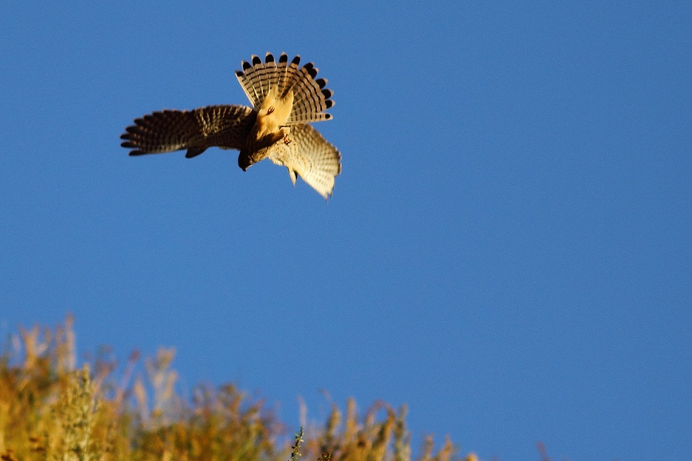Küçük kerkenez » Lesser Kestrel » Falco naumanni