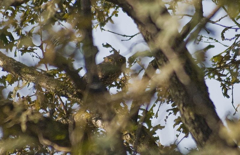 Kukumav » Little Owl » Athene noctua