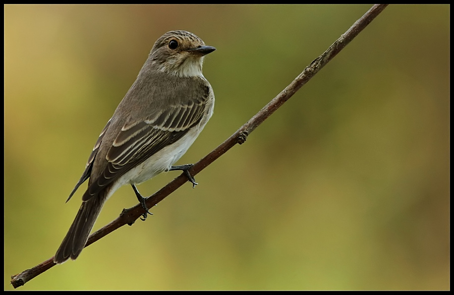 Benekli sinekkapan » Spotted Flycatcher » Muscicapa striata