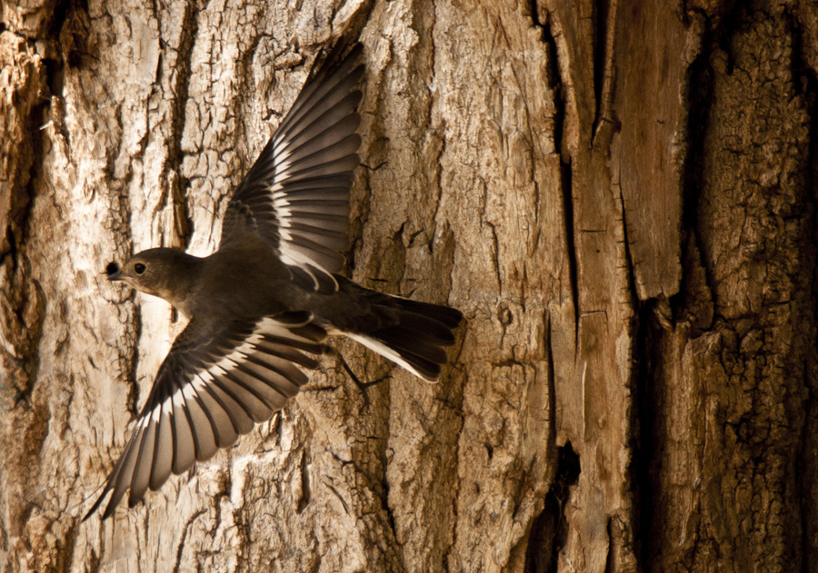Kara sinekkapan » European Pied Flycatcher » Ficedula hypoleuca