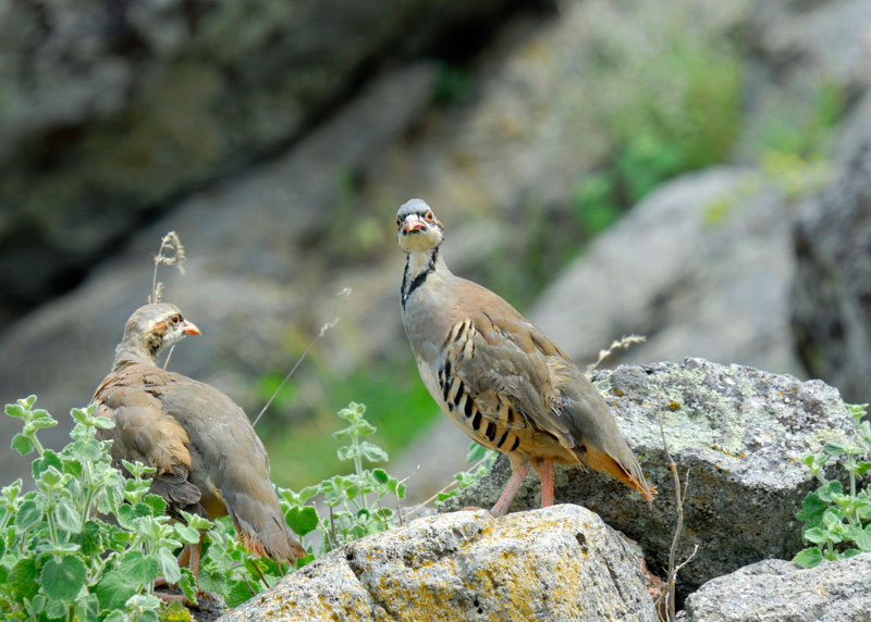 Kınalı keklik » Chukar Partridge » Alectoris chukar