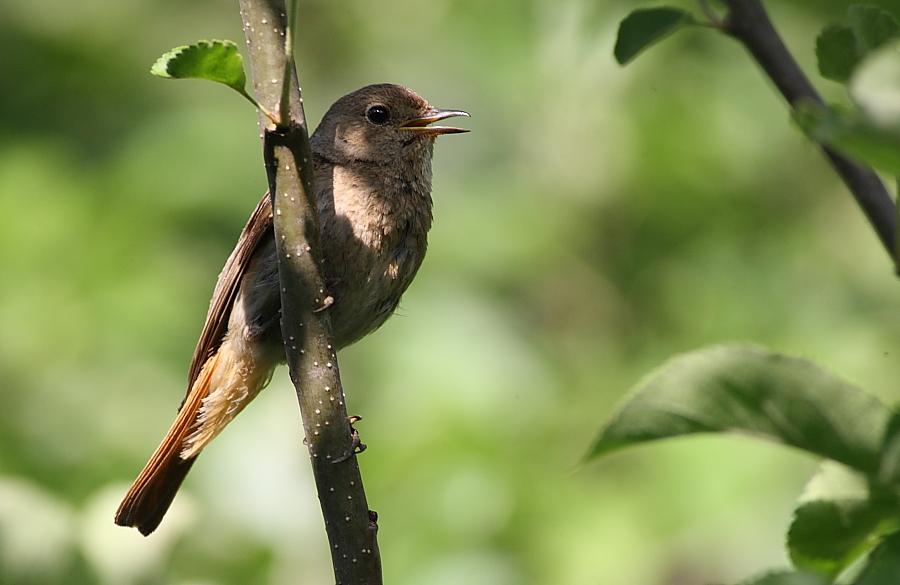 Kara kızılkuyruk » Black Redstart » Phoenicurus ochruros
