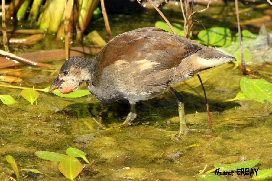 Sutavuğu » Common Moorhen » Gallinula chloropus