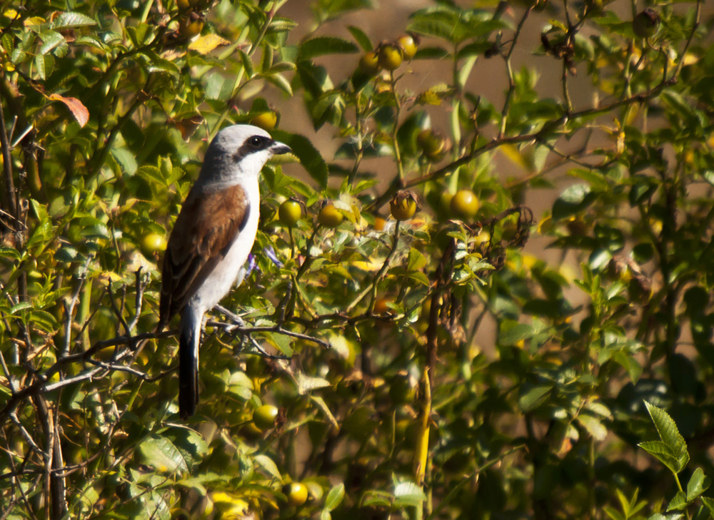 Kızılsırtlı örümcekkuşu » Red-backed Shrike » Lanius collurio