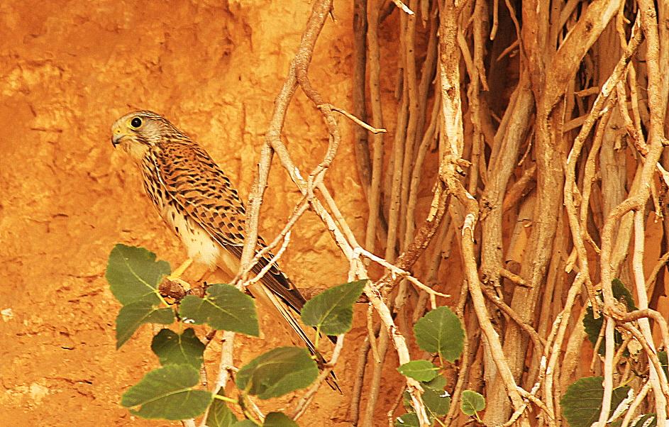 Kerkenez » Common Kestrel » Falco tinnunculus