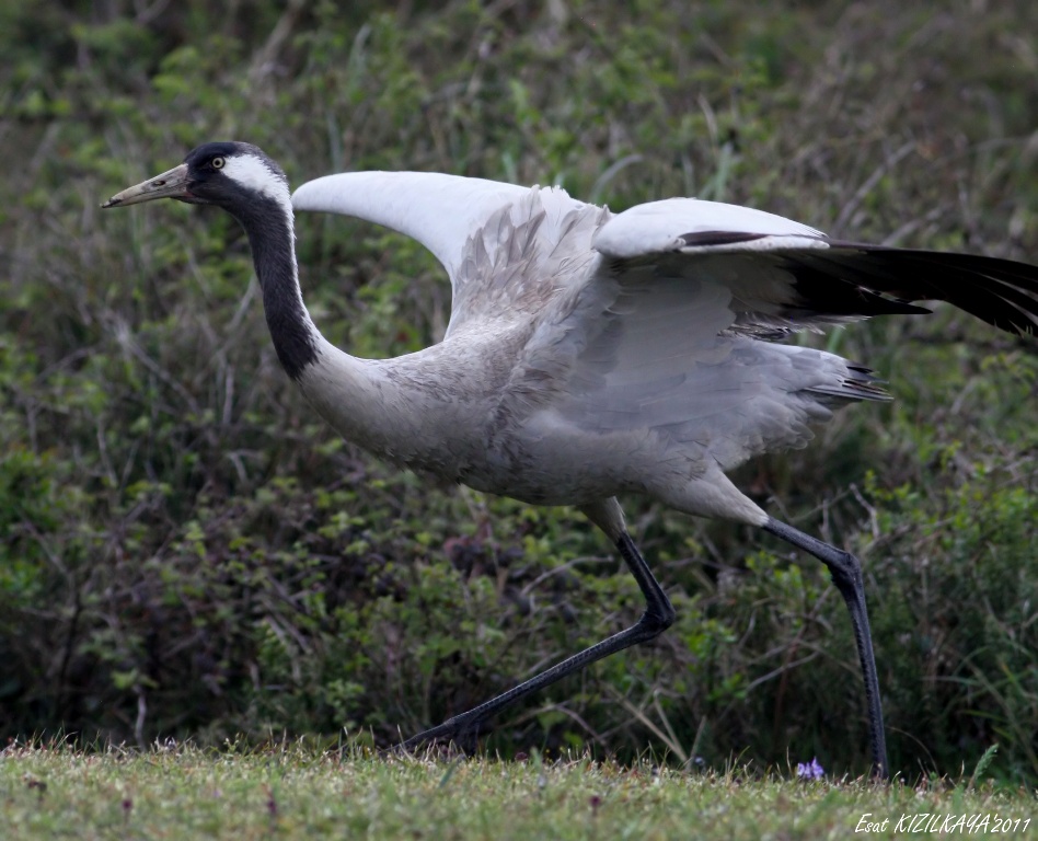 Turna » Common Crane » Grus grus