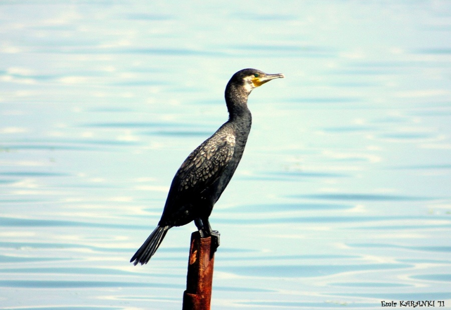 Karabatak » Great Cormorant » Phalacrocorax carbo