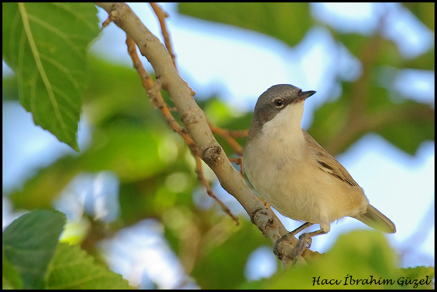 Küçük akgerdanlı ötleğen » Lesser Whitethroat » Sylvia curruca
