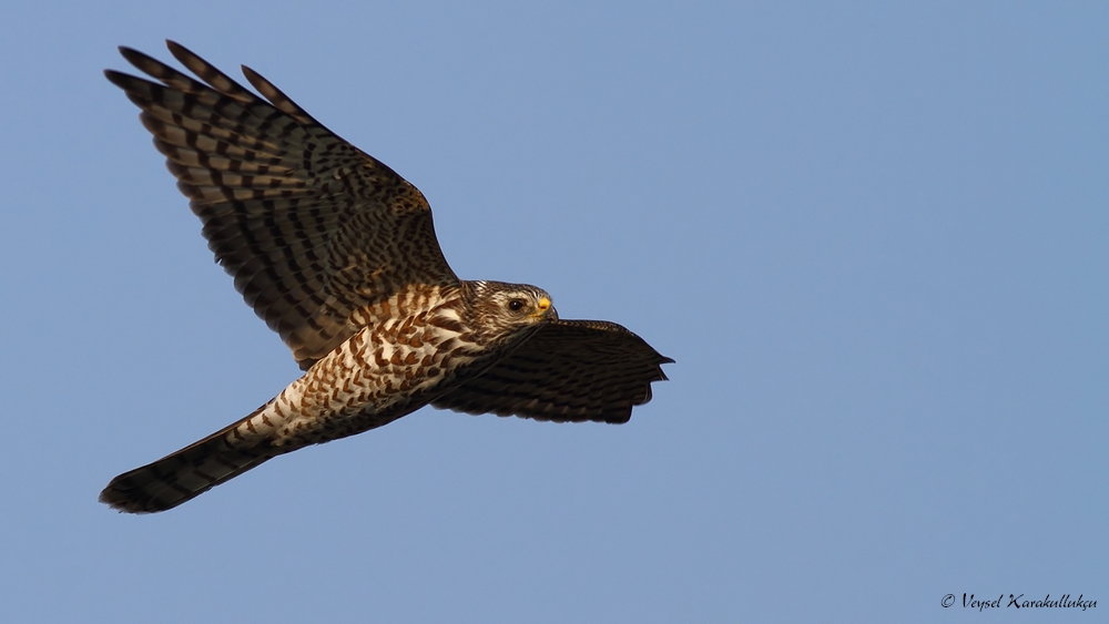Yaz atmacası » Levant Sparrowhawk » Tachyspiza brevipes