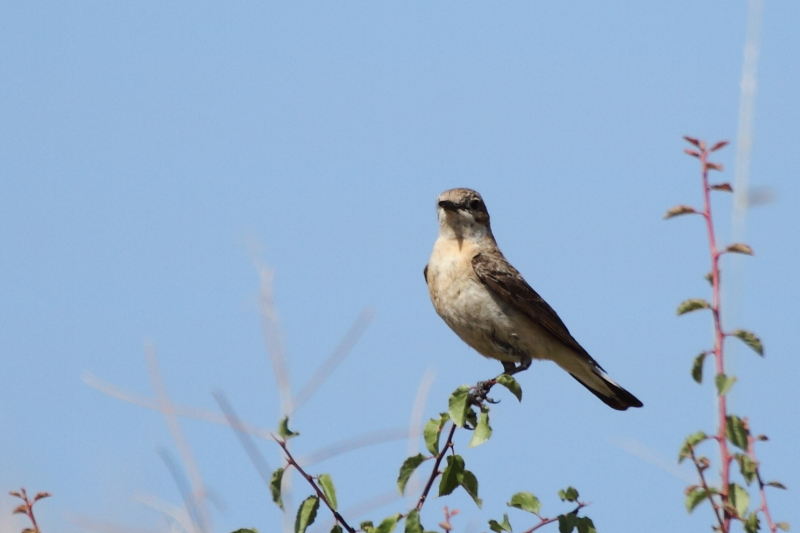 Küçük akgerdanlı ötleğen » Lesser Whitethroat » Sylvia curruca