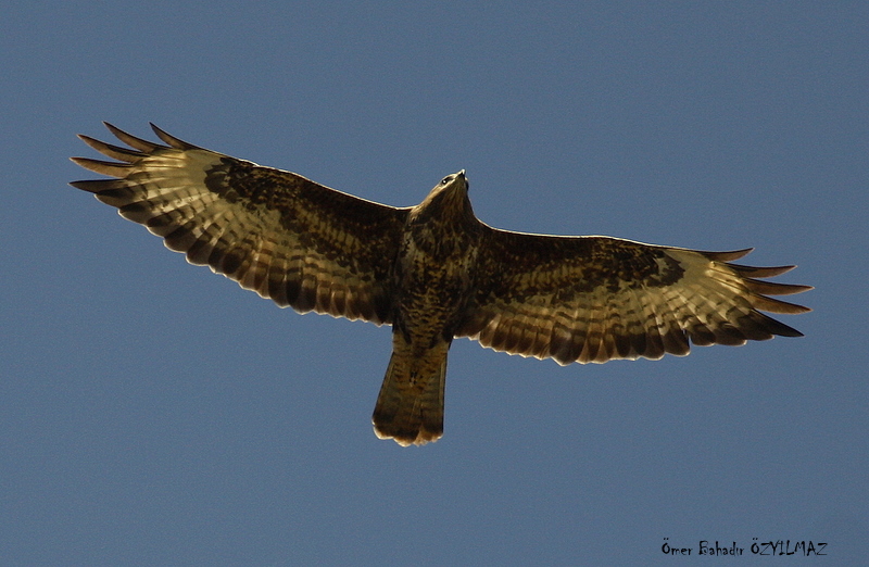 Şahin » Common Buzzard » Buteo buteo
