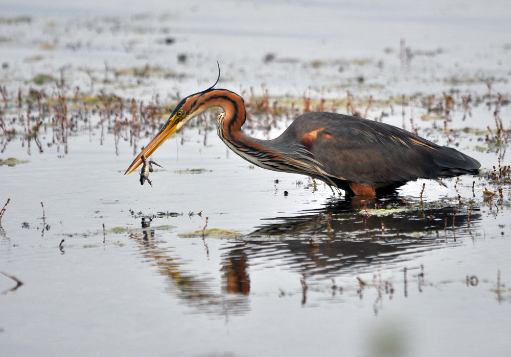 Erguvani balıkçıl » Purple Heron » Ardea purpurea