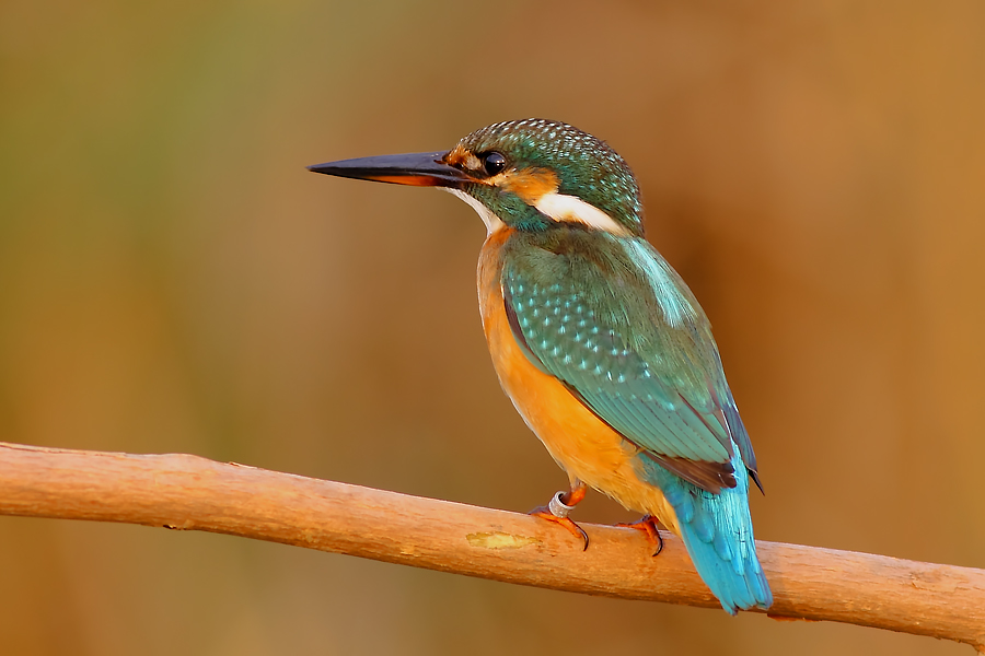 Yalıçapkını » Common Kingfisher » Alcedo atthis