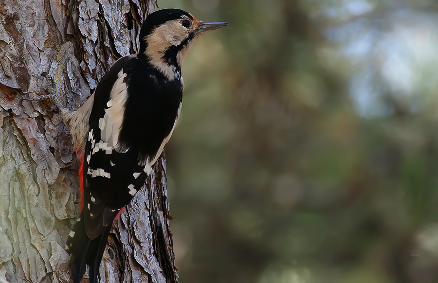 Alaca ağaçkakan » Syrian Woodpecker » Dendrocopos syriacus