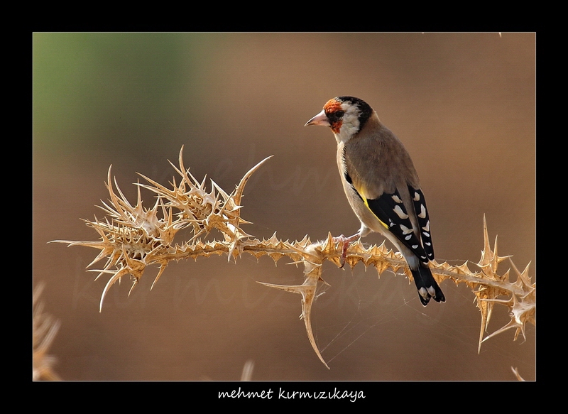 Saka » European Goldfinch » Carduelis carduelis