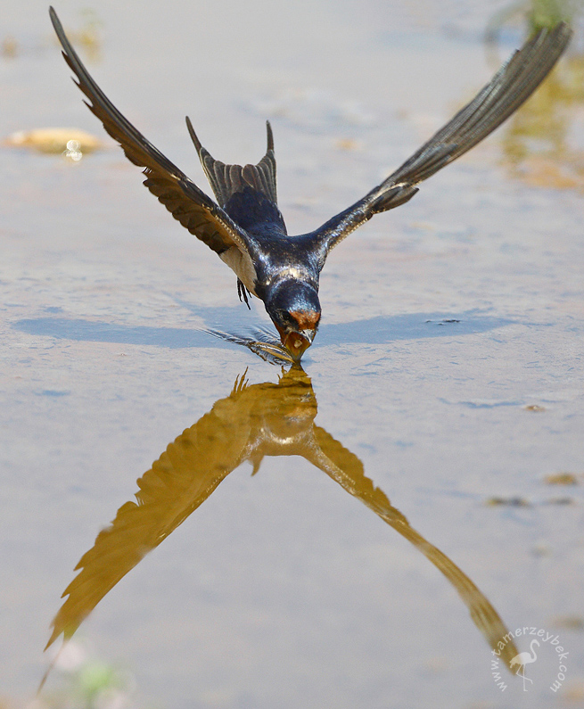 Kır kırlangıcı » Barn Swallow » Hirundo rustica
