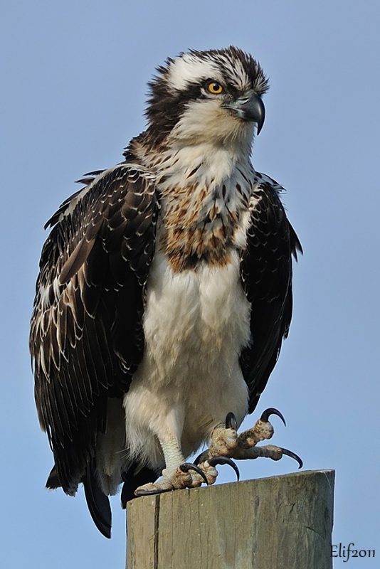 Balık kartalı » Osprey » Pandion haliaetus