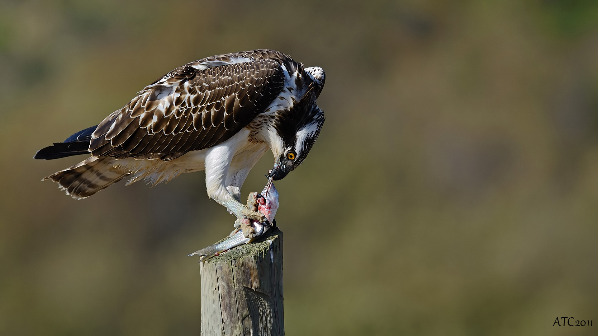 Balık kartalı » Osprey » Pandion haliaetus