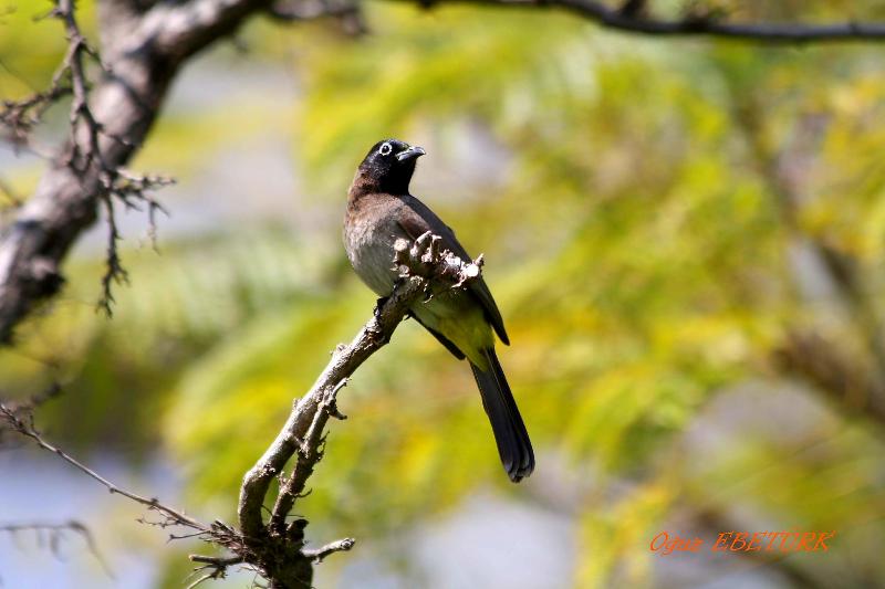 Arapbülbülü » White-spectacled Bulbul » Pycnonotus xanthopygos