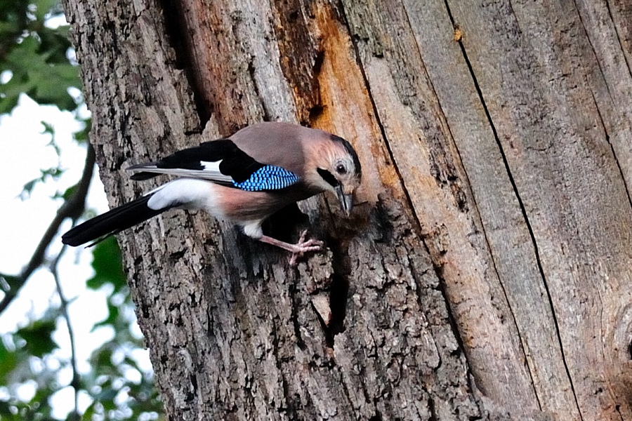 Alakarga » Eurasian Jay » Garrulus glandarius