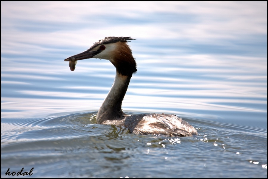 Bahri » Great Crested Grebe » Podiceps cristatus