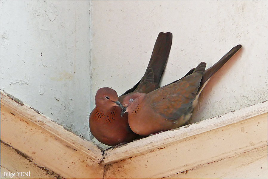 Küçük kumru » Laughing Dove » Spilopelia senegalensis