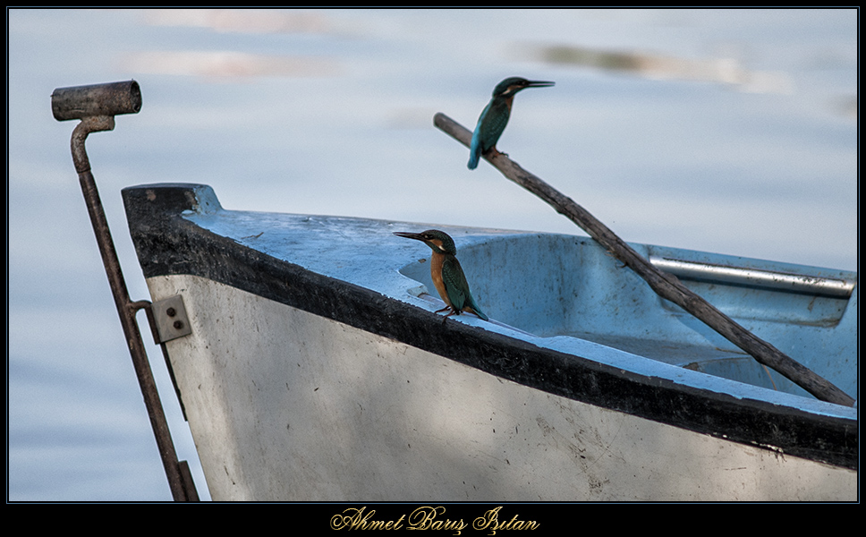 Yalıçapkını » Common Kingfisher » Alcedo atthis