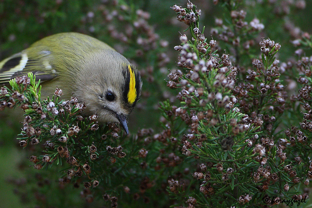 Çalıkuşu » Goldcrest » Regulus regulus 