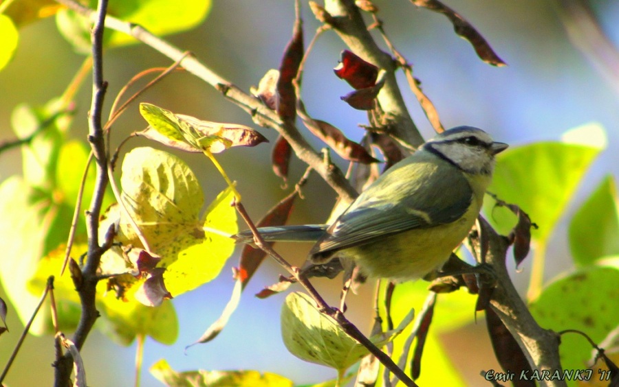 Mavi baştankara » Eurasian Blue Tit » Cyanistes caeruleus