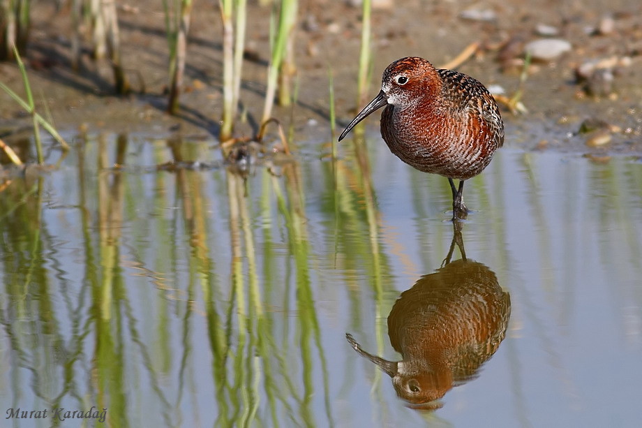 Kızıl kumkuşu » Curlew Sandpiper » Calidris ferruginea