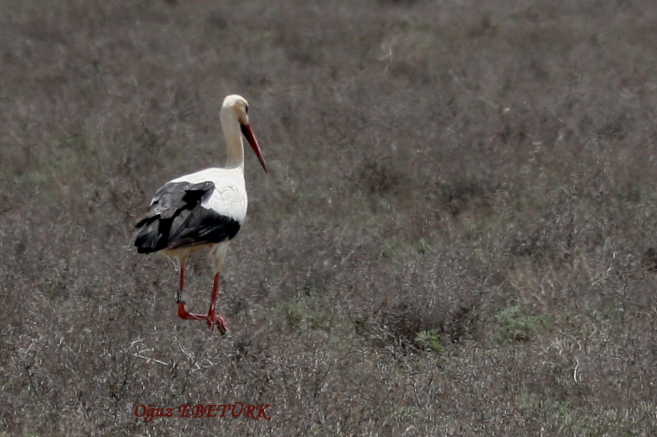 Leylek » White Stork » Ciconia ciconia