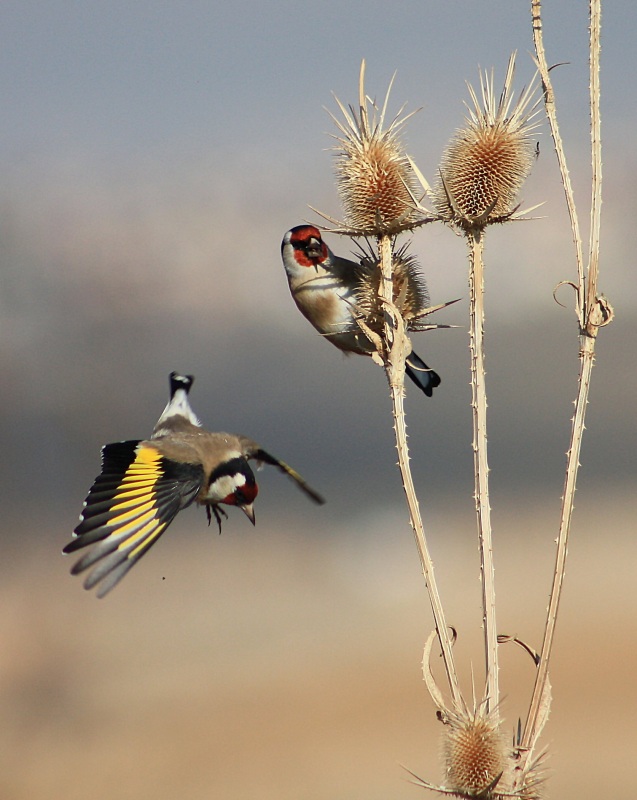 Saka » European Goldfinch » Carduelis carduelis