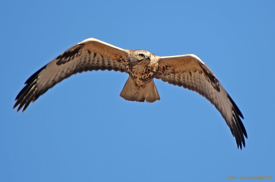 Kızıl şahin » Long-legged Buzzard » Buteo rufinus