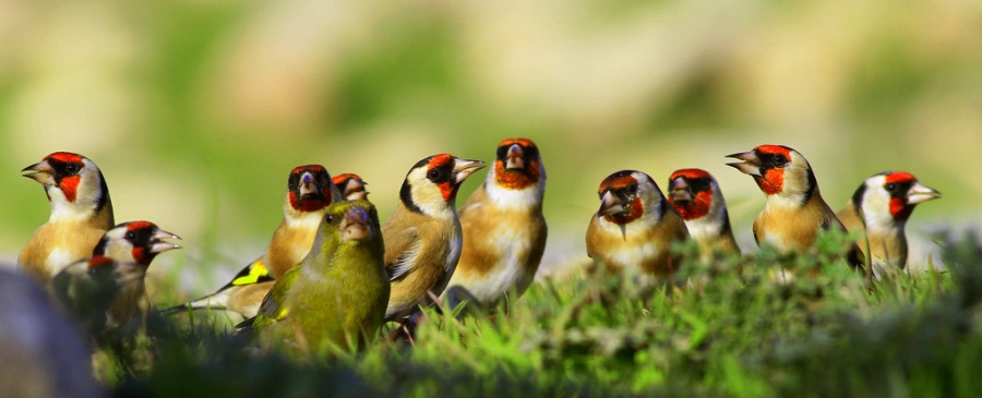 Saka » European Goldfinch » Carduelis carduelis