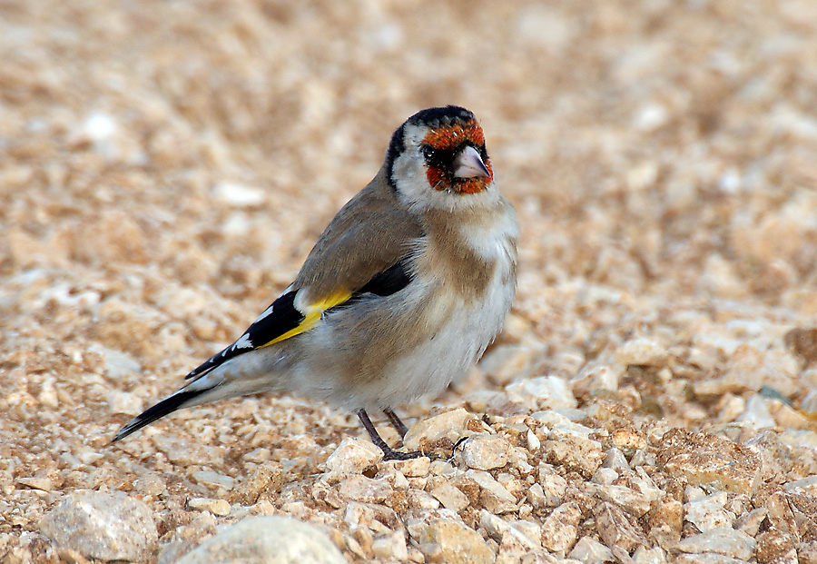 Saka » European Goldfinch » Carduelis carduelis