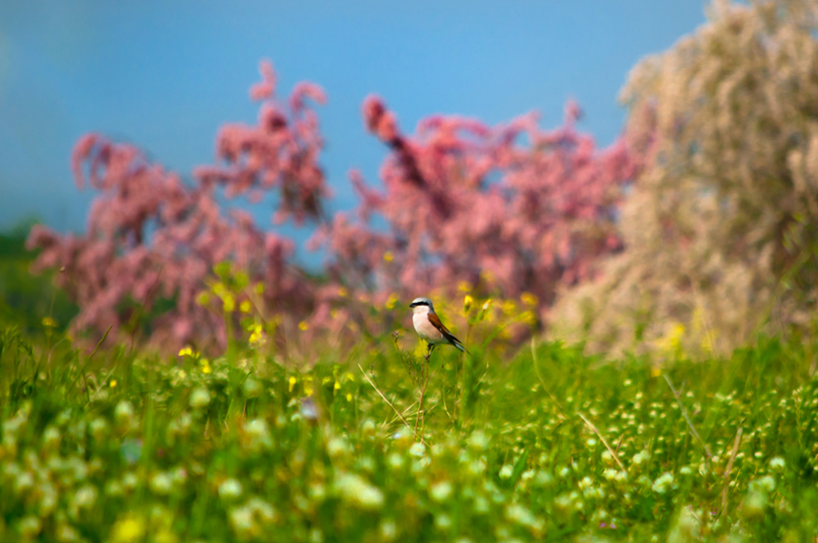 Kızılsırtlı örümcekkuşu » Red-backed Shrike » Lanius collurio