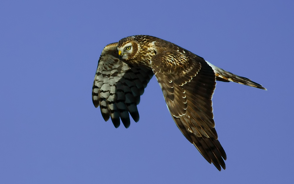 Gökçe delice » Hen Harrier » Circus cyaneus