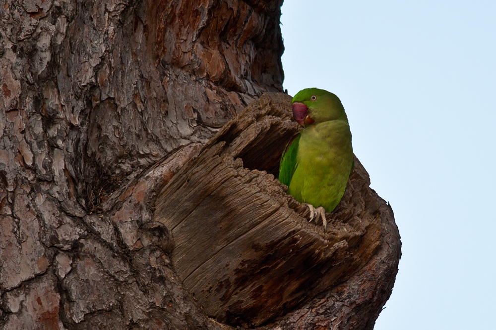 İskender papağanı » Alexandrine Parakeet » Psittacula eupatria