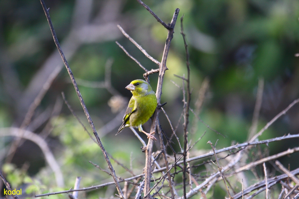 Florya » European Greenfinch » Chloris chloris