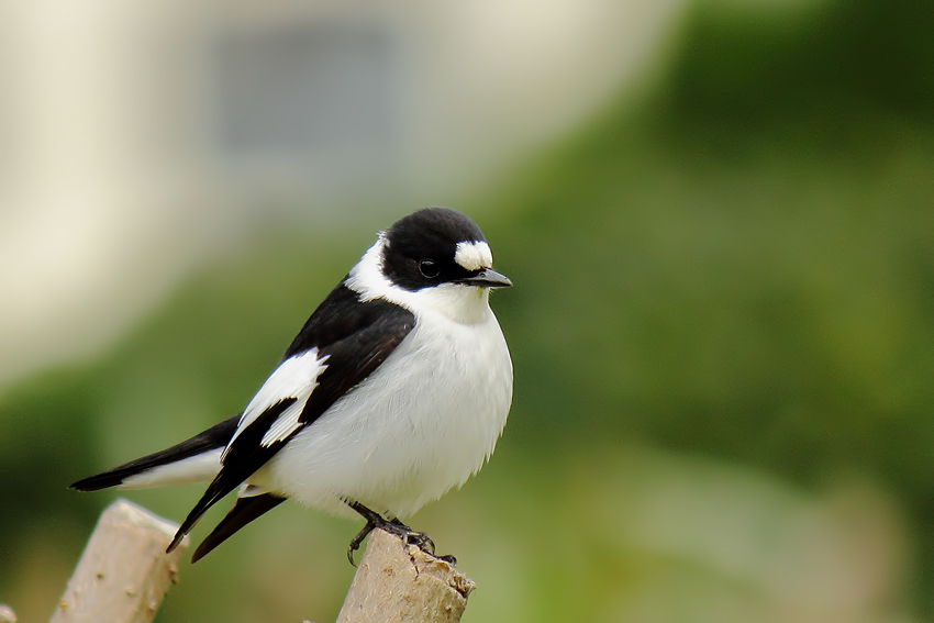 Halkalı sinekkapan » Collared Flycatcher » Ficedula albicollis