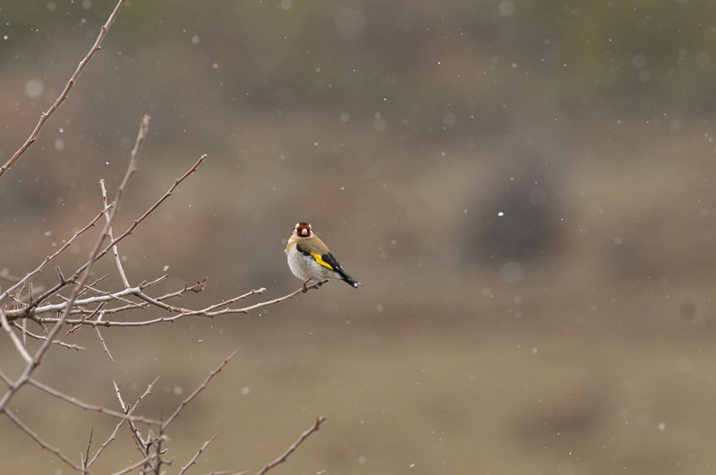 Saka » European Goldfinch » Carduelis carduelis